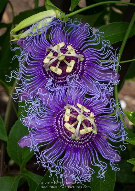 A Few Passion Flowers Beautiful Flower Pictures Blog