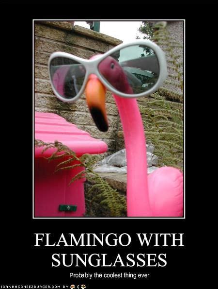 Flamingo With Sunglasses Flamingo Pink Flamingos Funny Flamingo