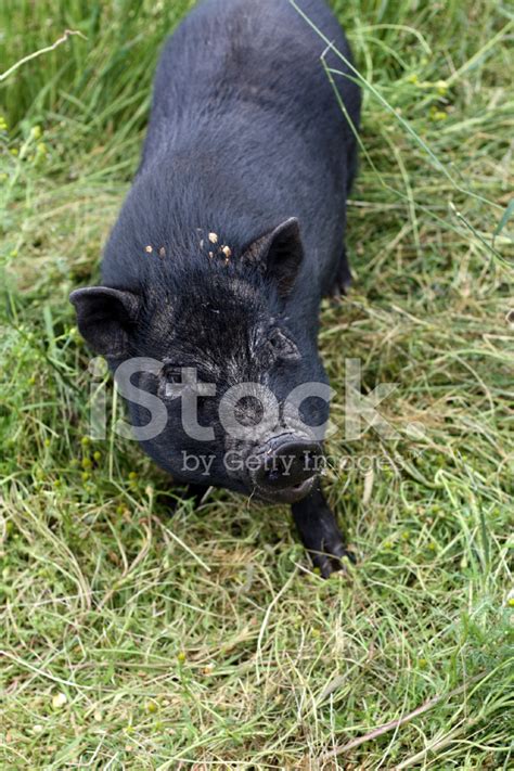 Pot Bellied Mother Pig With Five Piglets On Green Pasture Stock Photo