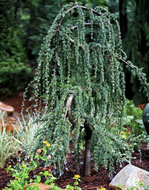 Must Have A Weeping Blue Atlas Cedar Landscaping Trees Conifers