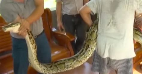 Stomach Churning Moment Giant Python Swallows Whole Goat World News