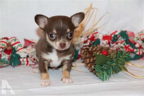 Simple and effective ways to make your chihuahua happy, healthy, and obedient. Chihuahua Breeders In Michigan | PETSIDI