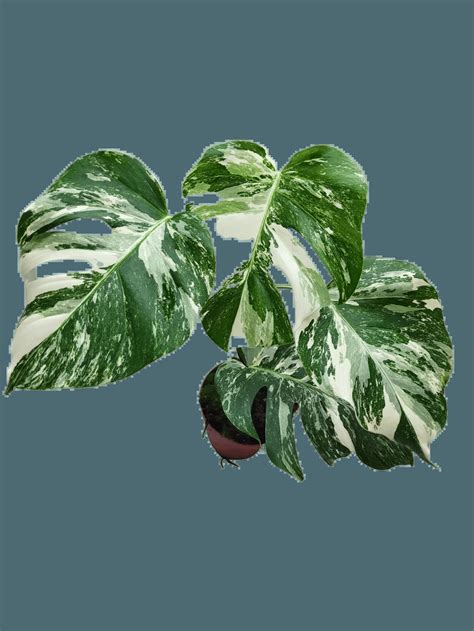 Home - Plant Paradise Club