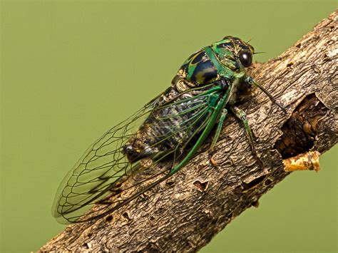 Dog Day Cicada Songs Of Insects