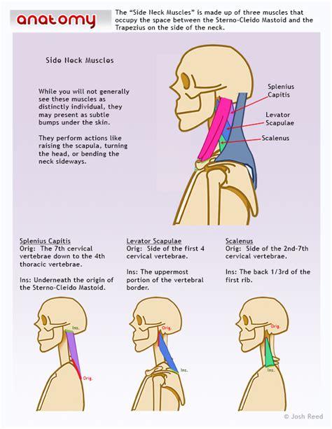 Drawsh The Side Of The Neck