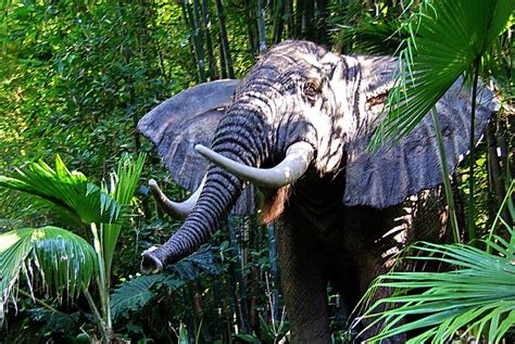 African Bull Elephant Jungle Cruise Disneyland Flickr
