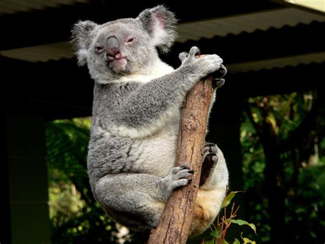 Koala Bear Free Stock Photo Public Domain Pictures