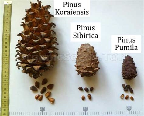 Organic Korean Pine Seeds Pinus Koraiensis Shipping Is Free For
