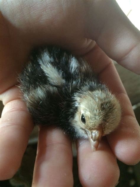 a sebright egg hatched backyard chickens learn how to raise chickens