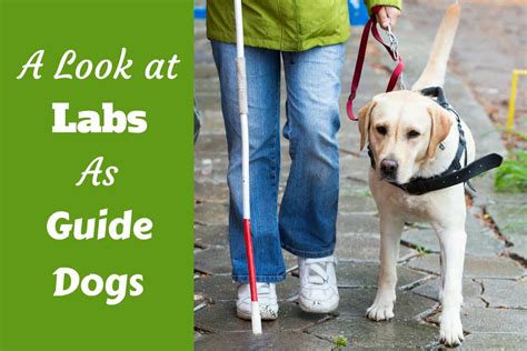 Labradors As Guide Dogs An Overview And How You Can Help