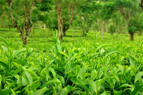 Free Stock Photo Of Sri Lankan Tea Plantations