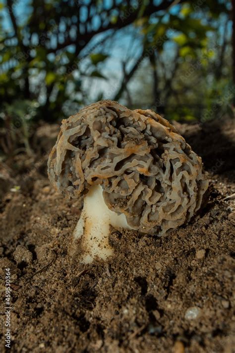 Young Common Morel Fungus Or Real Morel Latin Morchella Esculenta