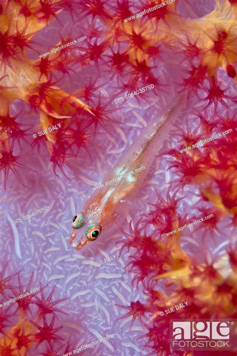 Soft Coral Dendronephthya Sp Close Up And Ghost Goby Pleurosicya