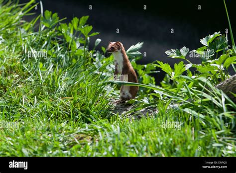 Weasel Mustela Nivalis Uk Stock Photo Alamy