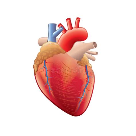 Anatomía Humana Del Corazón Aislada En El Vector Blanco Ilustración Del