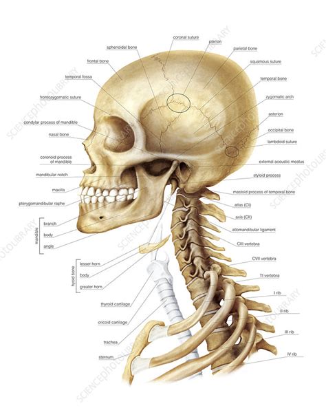 Learn the anatomy of the compartments of the neck with this quiz, video, articles. Head and Neck, artwork - Stock Image - C020/8465 - Science ...