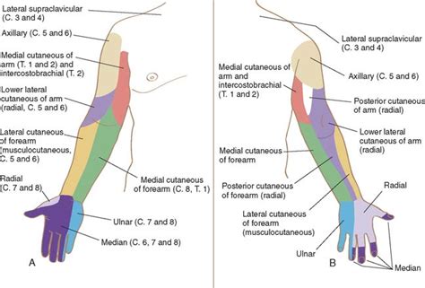 Anatomy Of The Elbow Joint Clinical Gate