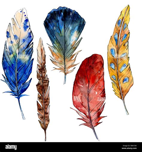 Watercolor Bird Feather From Wing Isolated Watercolour Drawing