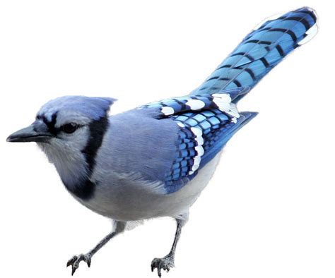 Blue Jay Png Hd Isolated Png Mart