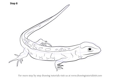 Learn How To Draw A Sand Lizard Reptiles Step By Step Drawing Tutorials