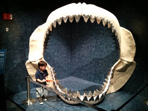 My Son Next To A Set A Megalodon Jaws Really Puts The Size Of This