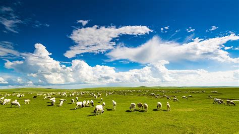 Hulunbuir Grassland The Boundless Green The Grass Kingdom Cgtn