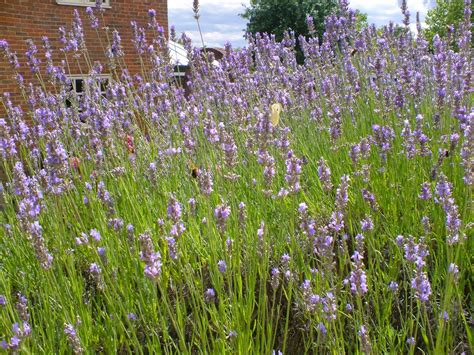 Life Between The Flowers English Lavender Planting Growing And Pruning