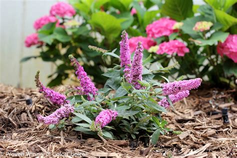 Lo is an archaic interjection used to attract attention or to show surprise. Lo & Behold® 'Pink Micro Chip' - Butterfly bush - Buddleia ...