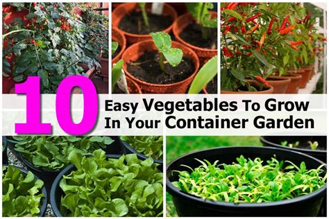 10 Easy Vegetables To Grow In Your Container Garden
