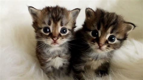 3 Week Old Siberian Kittens Youtube