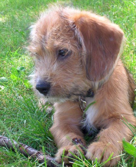 Sort of like a person wearing a polar fleece with a windbreaker overtop! 11 best Wire-haired terrier mix images on Pinterest ...