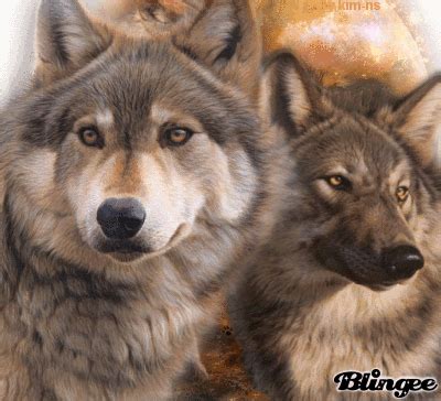 Wolf Blingee Wolf Artwork Wolf Pictures Beautiful Wolves Photo