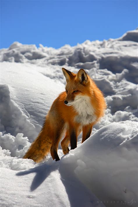 Fire And Ice Red Fox Vulpes Vulpes Keystone