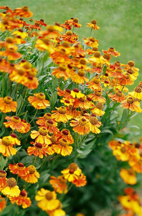 These Native Plants Will Fill Your Garden With Flowers In The Fall