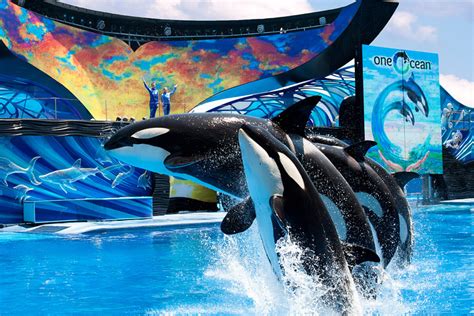 Seaworld Orlando O Parque Dos Shows E Atrações Sobre Animais Marinhos • Falando De Viagem