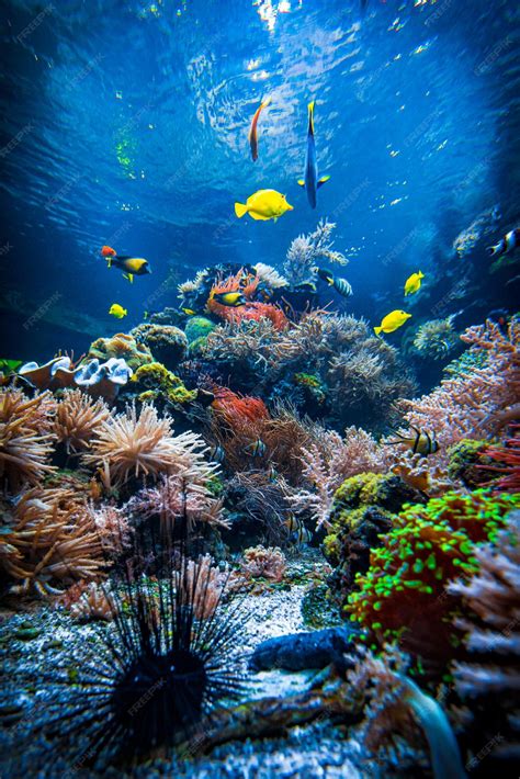 Premium Photo | Underwater sea world Colorful tropical fish Life in the