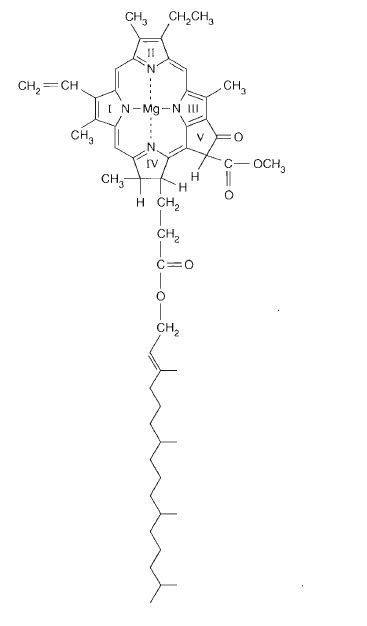 Modelo De La Estructura De La Mol Cula De Clorofila A Mckee