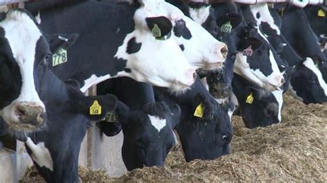 Dean Foods Bankruptcy Local Dairy Farming Industry Reacts