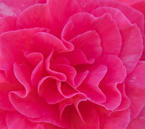 Flower Abstract Pink Free Stock Photo Public Domain Pictures