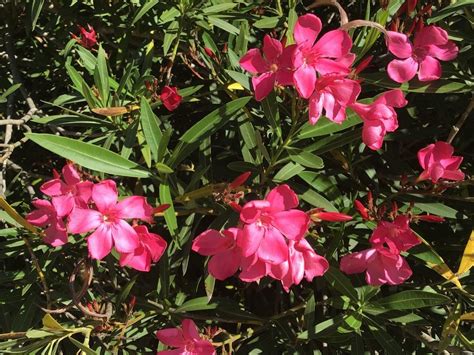 Oleanders Plant Care And Collection Of Varieties