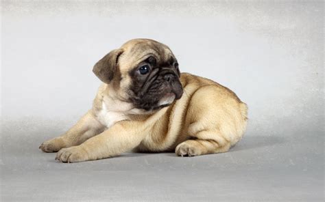 Pug Puppy Wallpaper 66 Images