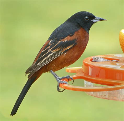 Orchard Oriole Male At The Feeder Feederwatch