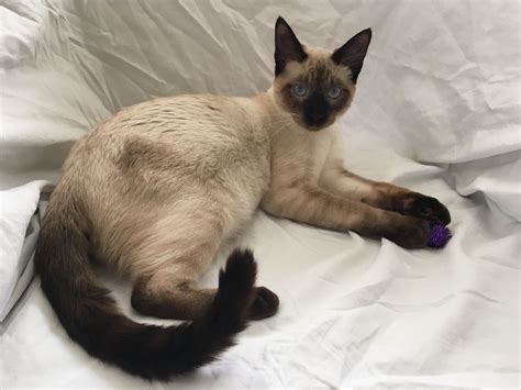 Valentino Is 6 Months Old Burmese Cat Siamese Cats Cats