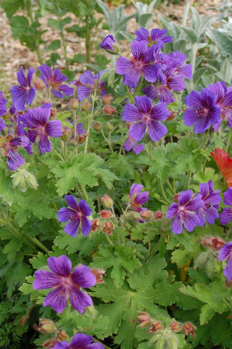 Purple Perennial Geranium In The Garden Of Silviadekker On Instagram