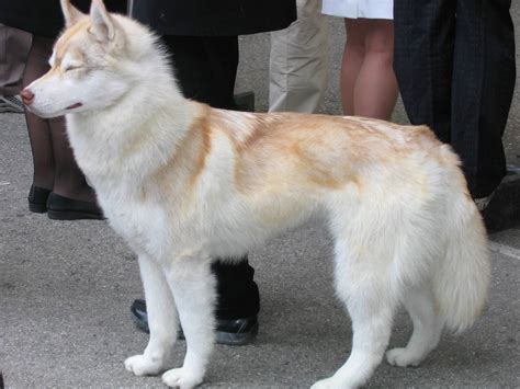dogs info serberian husky dog breed