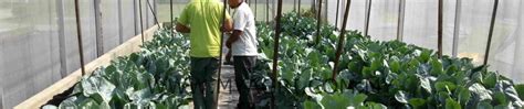 Teknologi tanaman cili secara fertigasi di pkb. SOP Penanaman Kobis Bunga secara Fertigasi di Tanah Rendah ...