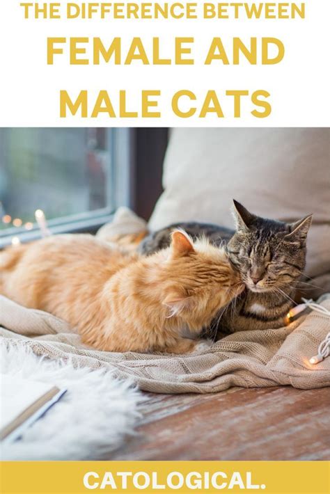The Differences Between Male And Female Cats How To Tell Cat Genders In 2020 Cats Cat
