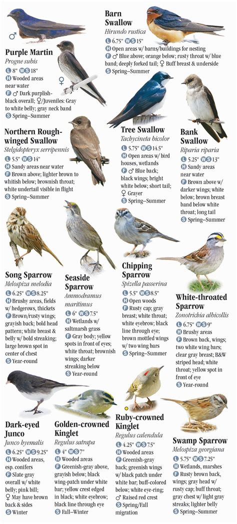 Birds Of New York Quick Reference Publishing