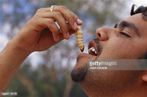 Witchetty Grub Eating Photos Et Images De Collection Getty Images