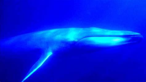 Animal Sounds Blue Whale Rumbling Youtube
